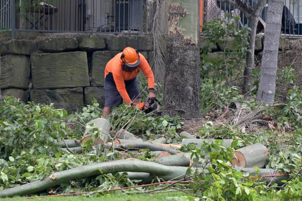 The Steps Involved in Our Tree Care Process in San Felipe, TX